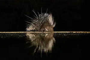 Amboseli: Africa, Kenya, Amboseli National Park. Porcupine