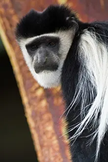Naivasha: Africa. Kenya. A Black-and-White Colobus