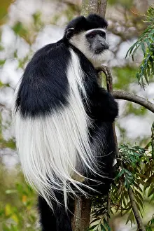Naivasha: Africa. Kenya. A Black-and-White Colobus
