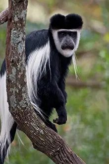 Naivasha: Africa. Kenya. A Black-and-White Colobus