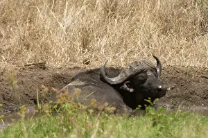 Beast: Africa, Kenya, Cape Buffalo laying in the