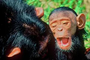 Rehabilitation: Africa, Kenya, chimpanzee, captive