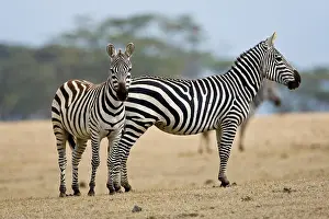 Naivasha: Africa. Kenya. Common or Burchell's Zebras