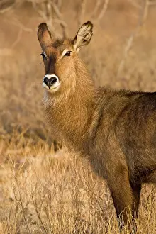 Waterbuck: Africa. Kenya. Common Waterbuck female at
