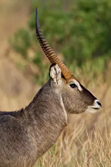 Waterbuck: Africa. Kenya. Common Waterbuck male at
