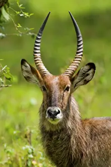 Waterbuck: Africa. Kenya. Common Waterbuck male at