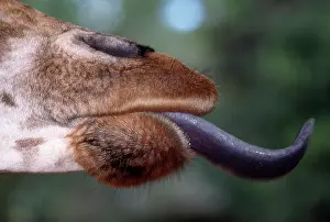 Sticky: Africa. Kenya. Giraffe (Giraffa camelopardalis)