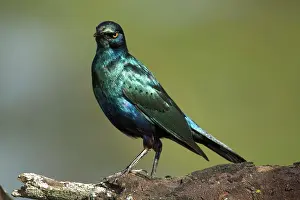 Lamprotornis: Africa. Kenya. Greater Blue-eared Starling
