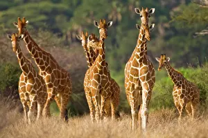 Reticulata: Africa. Kenya. Herd of Reticulated Giraffes