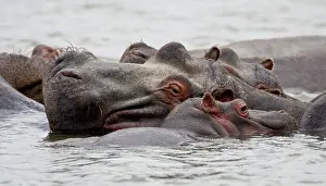 Amphibious: Africa. Kenya. Hippos at Lake Naivasha
