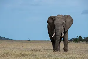 Pejeta: Africa, Kenya, Laikipia Plateau, Ol Pejeta Conservancy