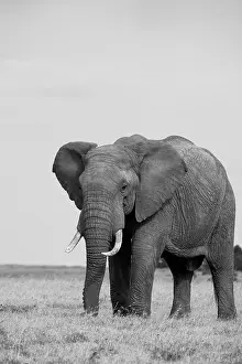 Pejeta: Africa, Kenya, Laikipia Plateau, Ol Pejeta Conservancy