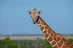 Reticulated: Africa, Kenya, Laikipia Plateau, Ol Pejeta Conservancy