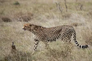Conservancy: Africa, Kenya, Laikipia Plateau, Ol Pejeta Conservancy