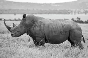 Subspecies: Africa, Kenya, Laikipia Plateau, Ol Pejeta Conservancy