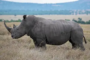 Subspecies: Africa, Kenya, Laikipia Plateau, Ol Pejeta Conservancy