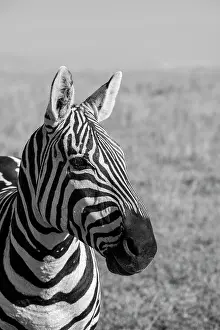Conservancy: Africa, Kenya, Laikipia Plateau, Ol Pejeta Conservancy