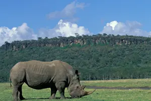 Cerototherium: Africa, Kenya, Lake Nakuru National Park