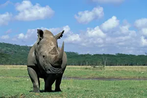 Cerototherium: Africa, Kenya, Lake Nakuru National Park