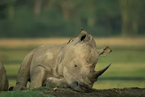 Cerototherium: Africa, Kenya, Lake Nakuru National Park