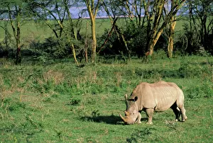 Toft: Africa, Kenya, Lake Nakuru. Southern White