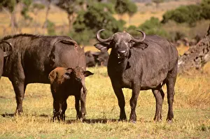 Bovinae: Africa, Kenya, Maasai Mara