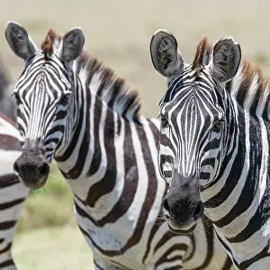 Zebra: Africa, Kenya, Maasai Mara National Reserve. Close-up