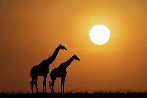 Giraffe: Africa, Kenya, Maasai Mara National Reserve. Silhouette