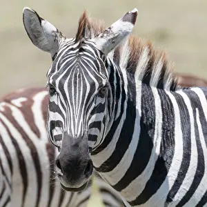 Zebra: Africa, Kenya, Maasai Mara National Reserve. Close-up