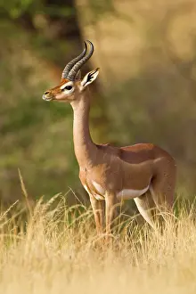 Litocranius: Africa. Kenya. Male Gerenuk gazelle at Samburu