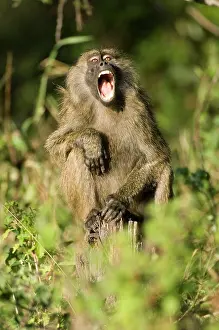 Howling: Africa, Kenya, Masai Mara, baboon howling