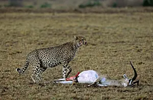 Sleicher: Africa, Kenya, Masai Mara. Cheetah (Acinonyx