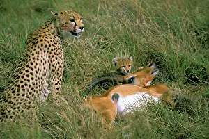 Toft: Africa, Kenya, Masai Mara. Cheetah and cub