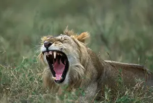 Snarl: Africa, Kenya, Masai Mara Game Reserve