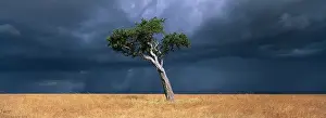 Looming: Africa, Kenya, Masai Mara Game Reserve