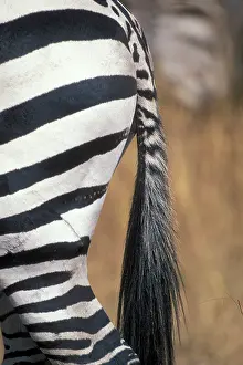 Butt: Africa, Kenya, Masai Mara Game Reserve