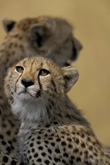 Thoughtful: Africa, Kenya, Masai Mara Game Reserve