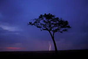Looming: Africa, Kenya, Masai Mara Game Reserve