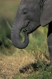 Wrinkle: Africa, Kenya, Masai Mara Game Reserve