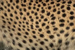 Pelt: Africa, Kenya, Masai Mara Game Reserve