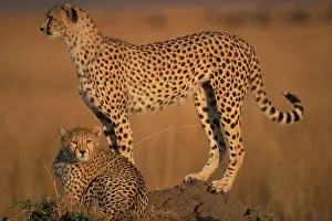 Cautious: Africa, Kenya, Masai Mara Game Reserve