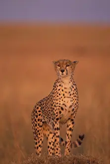 Gazing: Africa, Kenya, Masai Mara Game Reserve