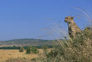 Proud: Africa, Kenya, Masai Mara Game Reserve