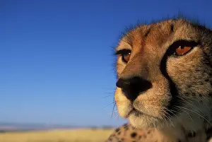 Thoughtful: Africa, Kenya, Masai Mara Game Reserve