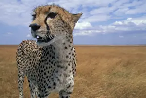 Focused: Africa, Kenya, Masai Mara Game Reserve