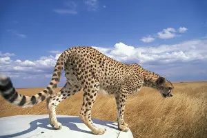 Ready: Africa, Kenya, Masai Mara Game Reserve