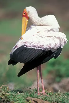 Mask: Africa, Kenya, Masai Mara Game Reserve