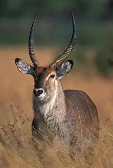 Waterbuck: Africa, Kenya, Masai Mara Game Reserve
