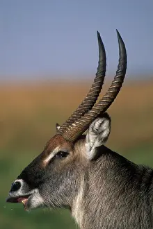 Waterbuck: Africa, Kenya, Masai Mara Game Reserve