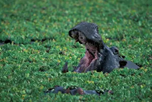 Growl: Africa, Kenya, Masai Mara Game Reserve